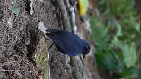Ein-Dunkelblauer-Vogel-Javanischer-Pfeifdrosseln-Durchsucht-Den-Boden-Auf-Der-Suche-Nach-Nahrung