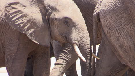 Manada-De-Elefantes-Africanos-Están-Muy-Juntos