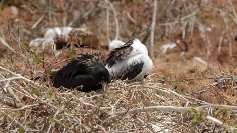 A-magnificent-frigatebird-rests-on-its-nest-with-a-young-chick-which-preens-itself-in-the-sun-on-North-Seymour-Island-near-Santa-Cruz-in-the-Galápagos-Islands