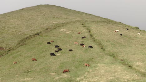 Cattle-grazing-at-meadow-at-Flores-island-during-sunset,-aerial