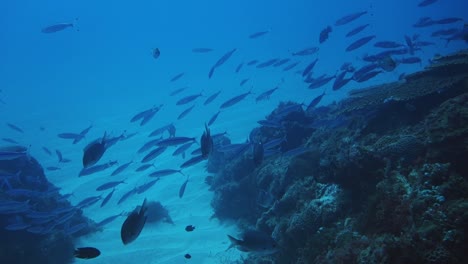 Fischschwarm-Bewegt-Sich-Von-Rechts-Nach-Links,-Norfolkinsel,-Südpazifik,-Slomo