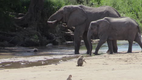 Elefante-Africano-Bebiendo-En-El-Lecho-Arenoso-Del-Río