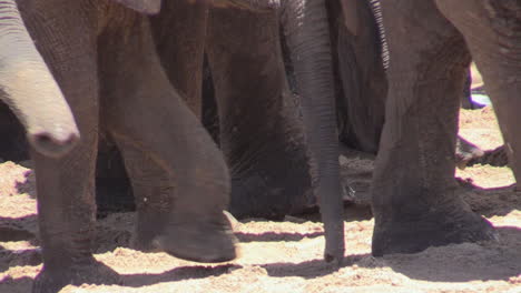 Herde-Afrikanischer-Elefanten-Gräbt-Im-Sand-Eines-Flussbettes-Nach-Wasser-Und-Bewegt-Sich-Langsam-Von-Links-Nach-Rechts