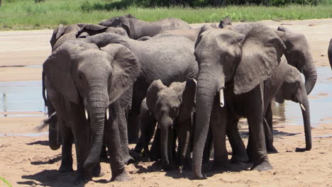 Gruppe-Weiblicher-Afrikanischer-Elefanten-Mit-Ihrem-Nachwuchs-In-Einem-Flussbett-Nach-Dem-Trinken