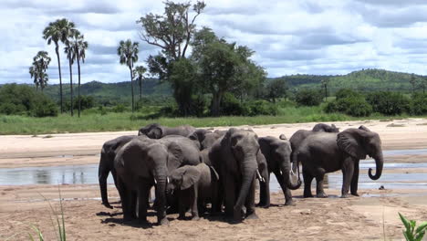 Herde-Weiblicher-Afrikanischer-Elefanten-Mit-Ihrem-Nachwuchs-In-Einem-Flussbett