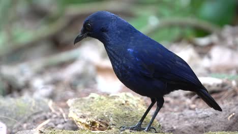 Ein-Wunderschöner-Blauer-Javanischer-Pfeifdrosselvogel-Sucht-Auf-Dem-Boden-Nach-Nahrung
