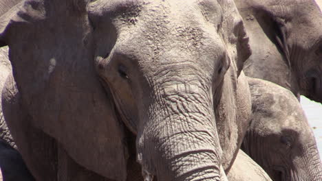 Portrait-of-female-African-elephant-covered-with-dry-mud
