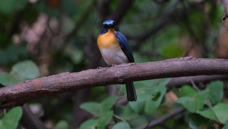 Facing-to-the-left-and-then-looks-straight-towards-the-camera-for-a-long-time,-Indochinese-Blue-Flycatcher-Cyornis-sumatrensis-Male,-Thailand