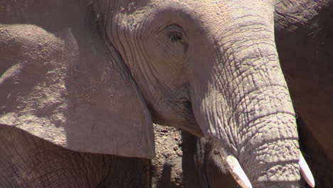 Porträt-Eines-Weiblichen-Afrikanischen-Elefanten,-Der-Mit-Trockenem-Schlamm-Bedeckt-Ist