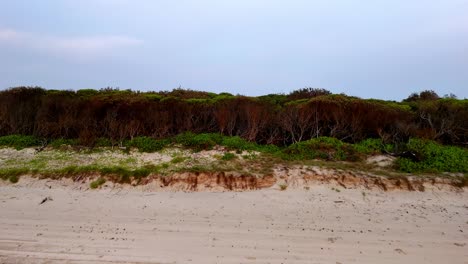 Pristine-Beachfront-with-a-Dense-Line-of-Untouched-Vegetation:-Where-Sandy-Shores-Meet-Wild-Flora