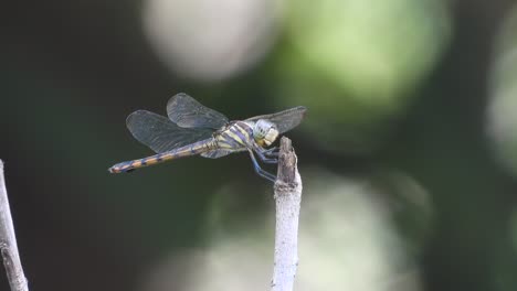 Dragonfly-relaxing-on-tree--food-