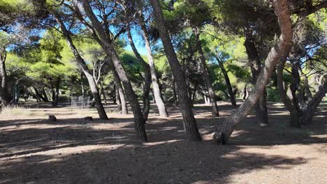Walking-in-the-pine-tree-forest