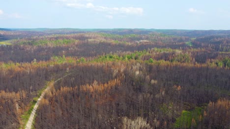 Aerial-establishing-shot-of-Vast-burnt-Area-of-pine-tree-forest,-Toronto,-Canada