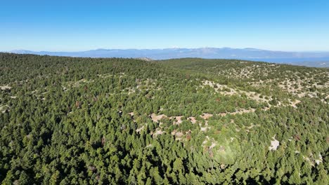 Drone-flight-over-a-fir-tree-forest-in-Parnitha-mountain-near-Athens,-Greece