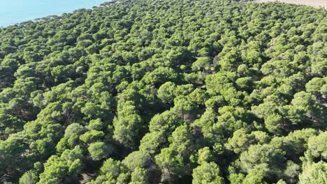 Flying-over-a-dense-pine-tree-forest-next-to-the-sea