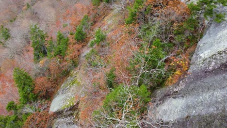 Aerial-Topdown-view-of-sustained-trees-on-Rugged-Rocky-cliff-from-Mount-Washington,-New-Hampshire