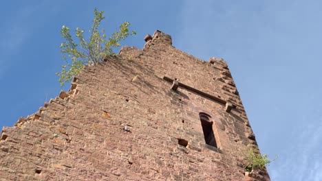 Auf-Den-Ruinen-Des-Turms-Der-Drei-Burgen-Von-Eguisheim-Wächst-Ein-Kleiner-Baum
