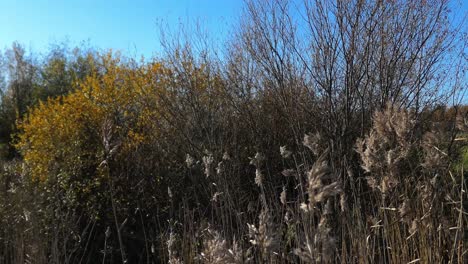 Tall-grass-with-fluffy-stems-and-blue-sky-in-autumn,-season-changing,-rising-shot