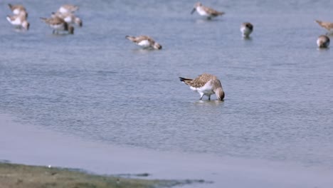 Seen-in-the-front-digging-deep-into-the-water-foraging-for-some-food,-Curlew-Sandpiper-Calidris-ferruginea,-Thailand