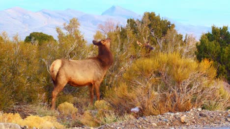 Elk-and-early-morning-feeding-in-southern-Nevada-mountains