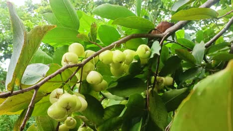 Wasserguavenfrucht-Auf-Dem-Baum