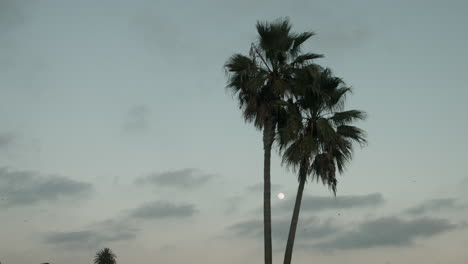 Palm-trees-at-dusk-in-San-Diego,-California