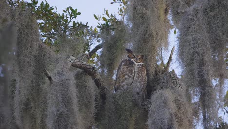 Great-Horned-Owl-perched-on-tree-branch-moss-covered