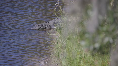 Alligator-laying-into-water-from-beach-and-tall-grass-blinking