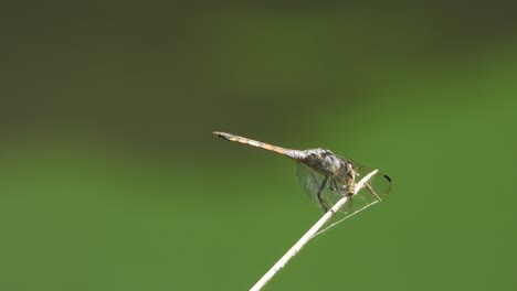 Libelle-Entspannt-Sich-Auf-Einem-Stock