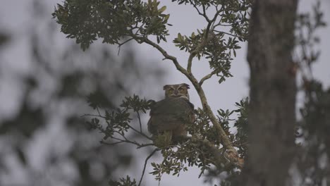 Great-Horned-Owl-sitting-on-tree-branch-head-turn-swaying-in-the-wind