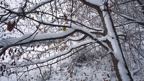 Nahaufnahme-Eines-Schneebedeckten-Baumstamms-In-Einem-Winterwald