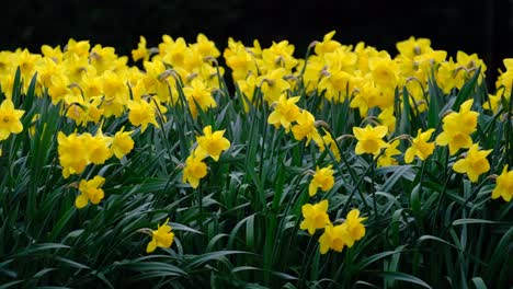A-bed-of-bright-yellow-Daffodil-flowers-grown-in-an-English-garden