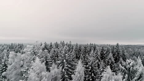 Flying-over-the-tops-of-frosty-trees-to-reveal-a-winter-forest-landscape