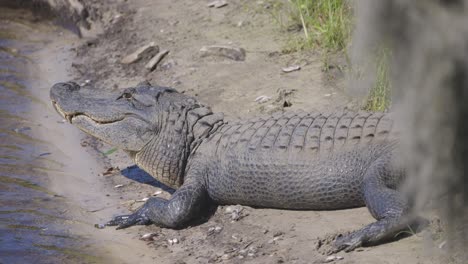 Alligator-blinking-while-sitting-on-sandy-beach-near-water