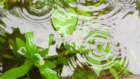 Plants-are-submerged-in-water-when-it-rains