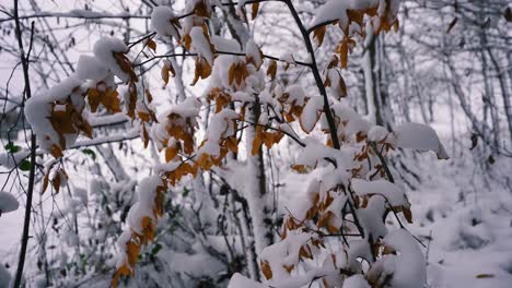 Detail-Von-Braunen-Blättern,-Die-Mit-Einer-Dicken-Schneeschicht-In-Einem-Winterwald-Bedeckt-Sind