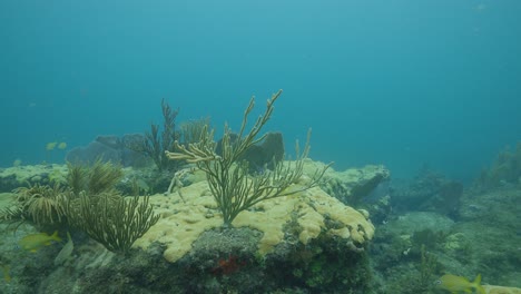 Florida-Korallenriffkorallen-Wiegen-Sich-In-Den-Wellen