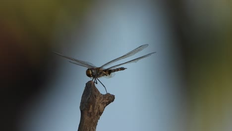 Dragonfly-relaxing-on-stick--