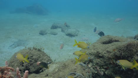 Gelbe-Grunzfischschule-Schwimmt-Im-Korallenriffboden
