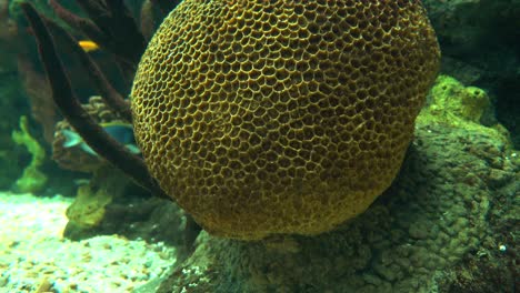 Hermosos-Peces-De-Arrecife-Coloridos-Bajo-El-Agua