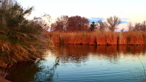 Tierwelt-Und-Langsames-Panorama-Auf-Einem-Goldenen-Teich