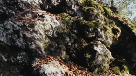 moss-on-the-rocks-while-sun-is-hitting-it
