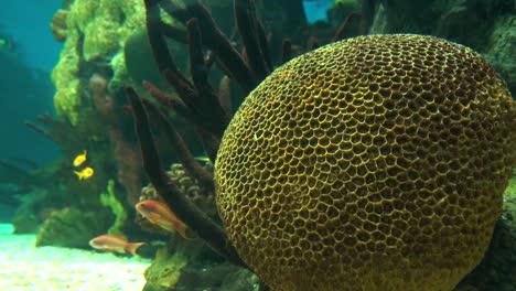 Wunderschöne-Bunte-Unterwasserfische