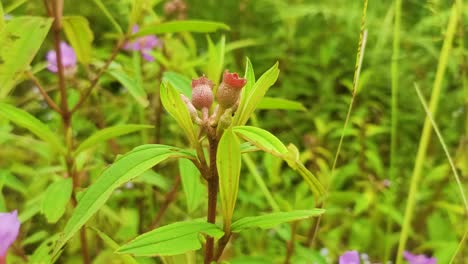 Purple-Malabar-Melastome-Flower-4k