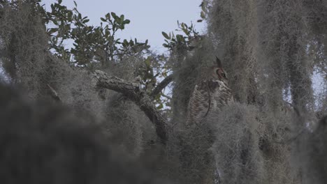 Great-Horned-Owl-sitting-in-moss-covered-tree