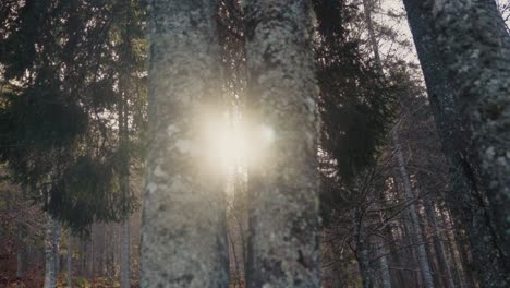 Sun-shining-in-the-forest-while-sunbeams-hitting-the-lens