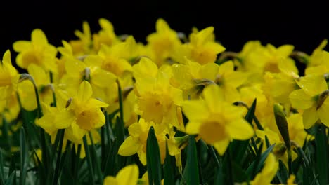 Ein-Bett-Aus-Leuchtend-Gelben-Narzissenblüten,-Die-In-Einem-Englischen-Garten-Wachsen
