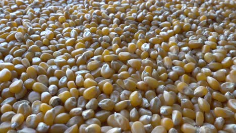 A-Pile-of-Corn-Seeds-on-a-Plate
