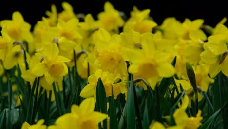 Un-Lecho-De-Flores-De-Narciso-De-Color-Amarillo-Brillante-Cultivadas-En-Un-Jardín-Inglés