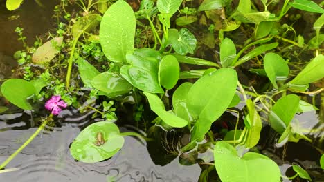 Wasserpflanzen-Und-Regen-4k